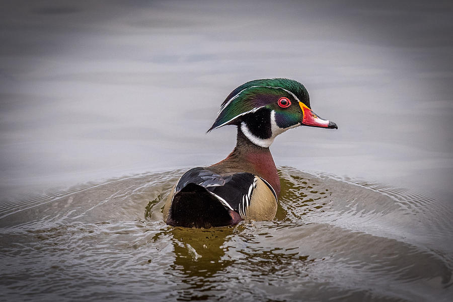 Duck Photograph - Wood Duck by Paul Freidlund