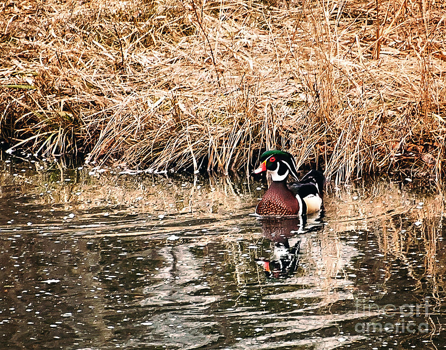 Wood Duck Photo Photograph by Gwen Gibson