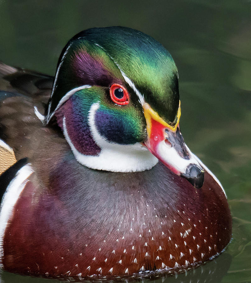 Wood Duck Portrait by Georgia Wilson Wood Duck Portrait by Georgia Wilson