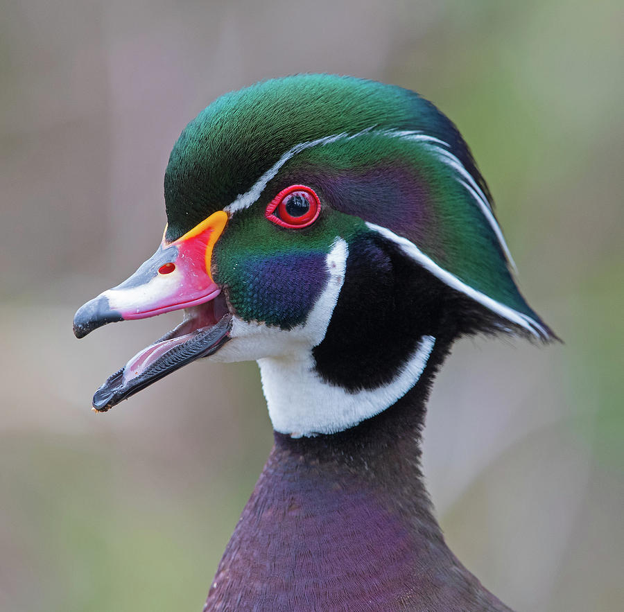 Wood Duck Portrait Photograph by Max Waugh