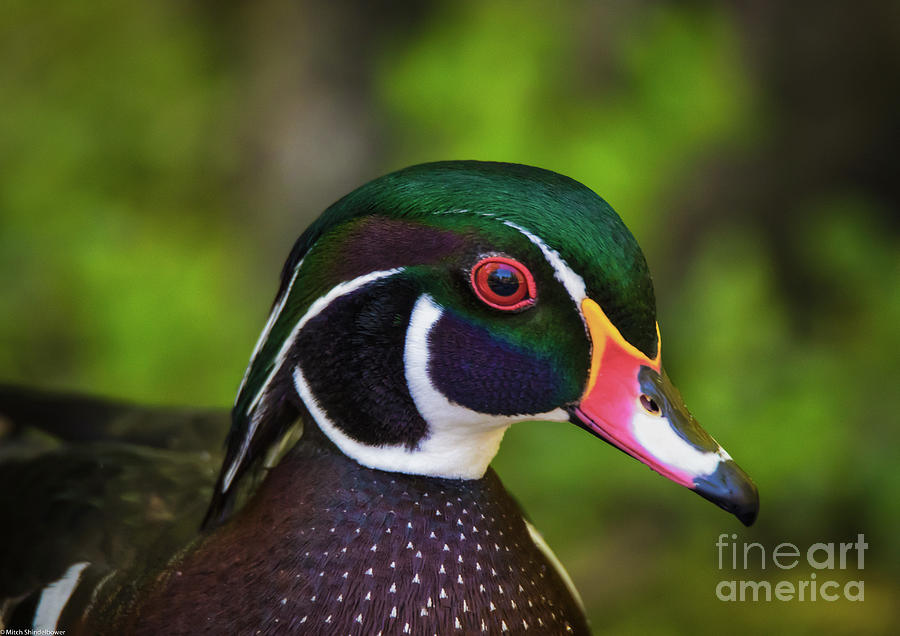 Wood Duck Portrait Photograph by Mitch Shindelbower