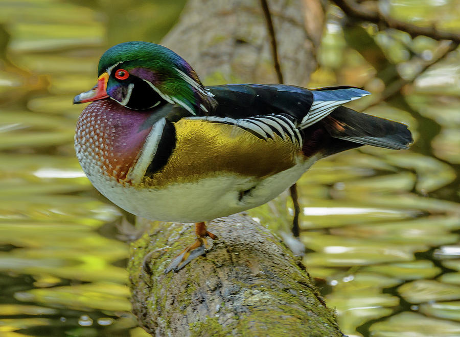 Wood Duck Pose Photograph by Jerry Cahill