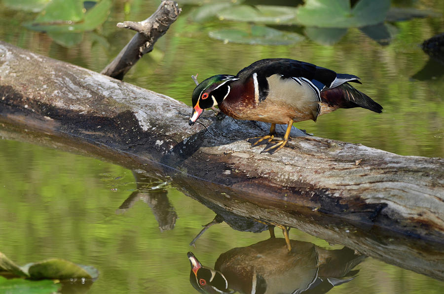 Wood Duck Reflection Photograph by Ann Bridges