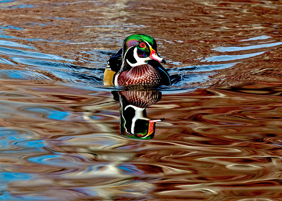 Wood Duck Reflection Brown Photograph by Dawn Key