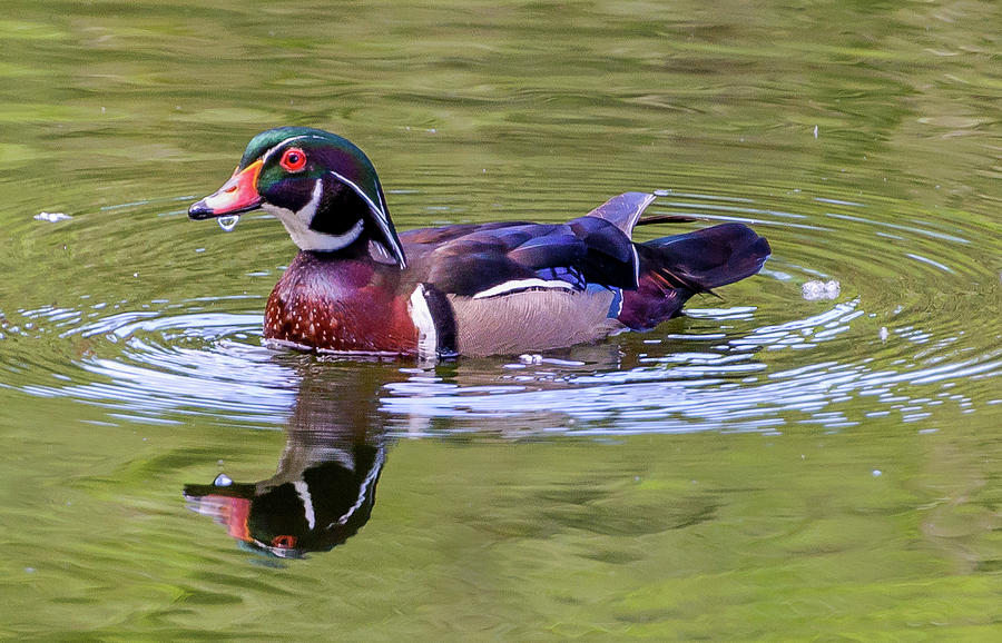 Wood Duck Reflection Photograph by Jerry Cahill