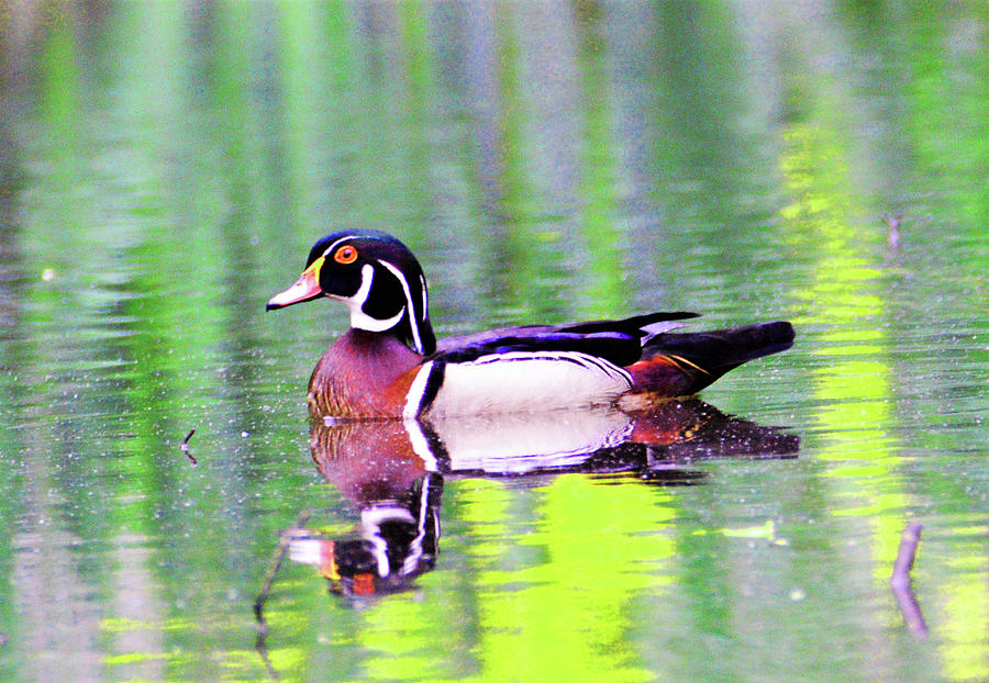 Wood Duck Reflection Photograph by Kathy Kelly
