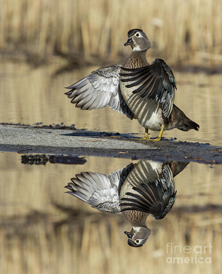 Wood duck reflection Photograph by Mircea Costina Photography