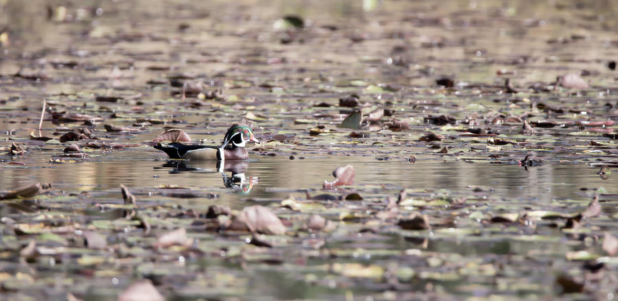 Wood Duck Reflection Photograph by Tracy Winter