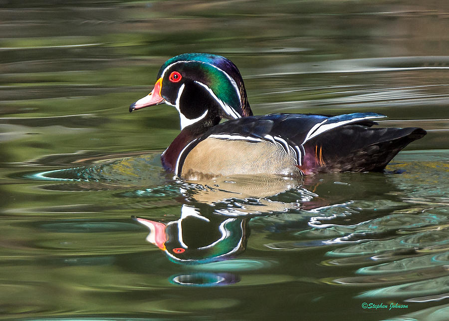 Wood Duck Reflections at Sterne Park Photograph by Stephen Johnson