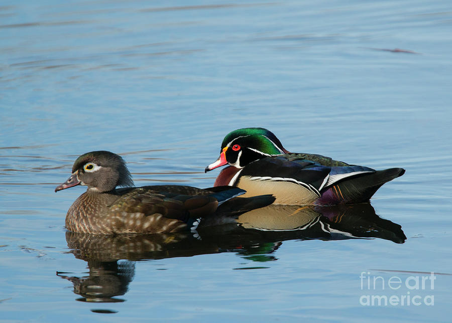 Wood Duck Reflections Photograph by Michael Dawson