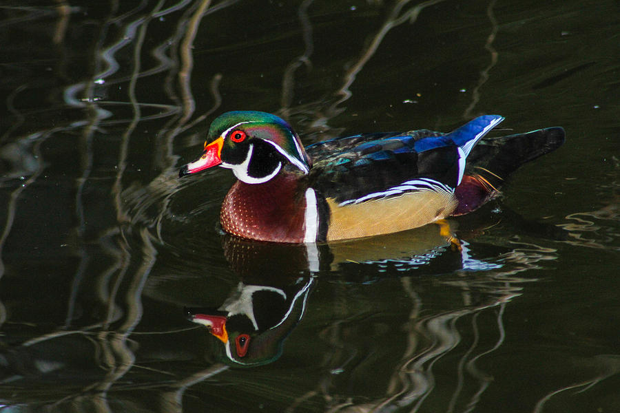 Wood Duck Reflections Photograph by Robert Hebert