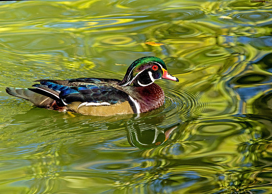 Wood Duck Reflects Green Photograph by Dawn Key