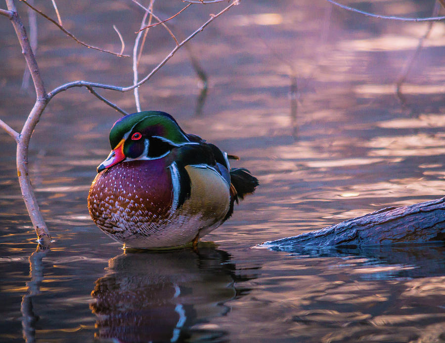 Wood Duck Resting Photograph by Bryan Carter