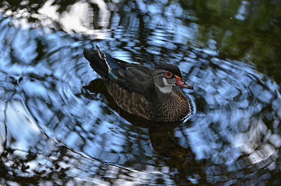 Wood Duck ripple Photograph by Ronda Ryan