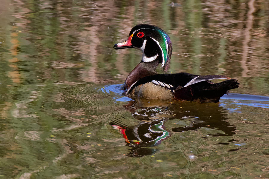 Wood Duck Ripples Photograph by Kathleen Bishop