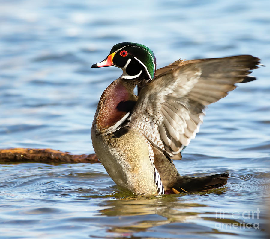 Animal Photograph - Wood Duck Rising from the Water by CJ Park