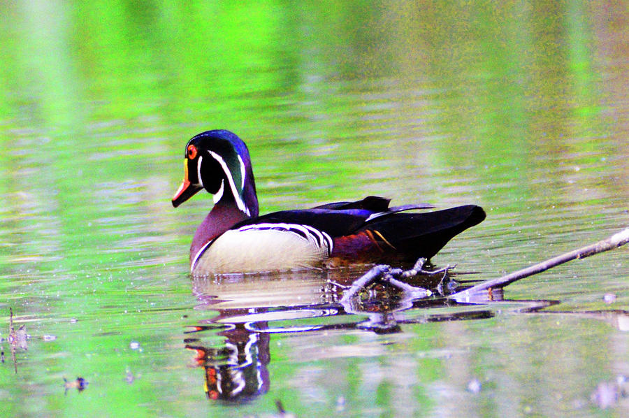 Wood Duck Sail Away Photograph by Kathy Kelly