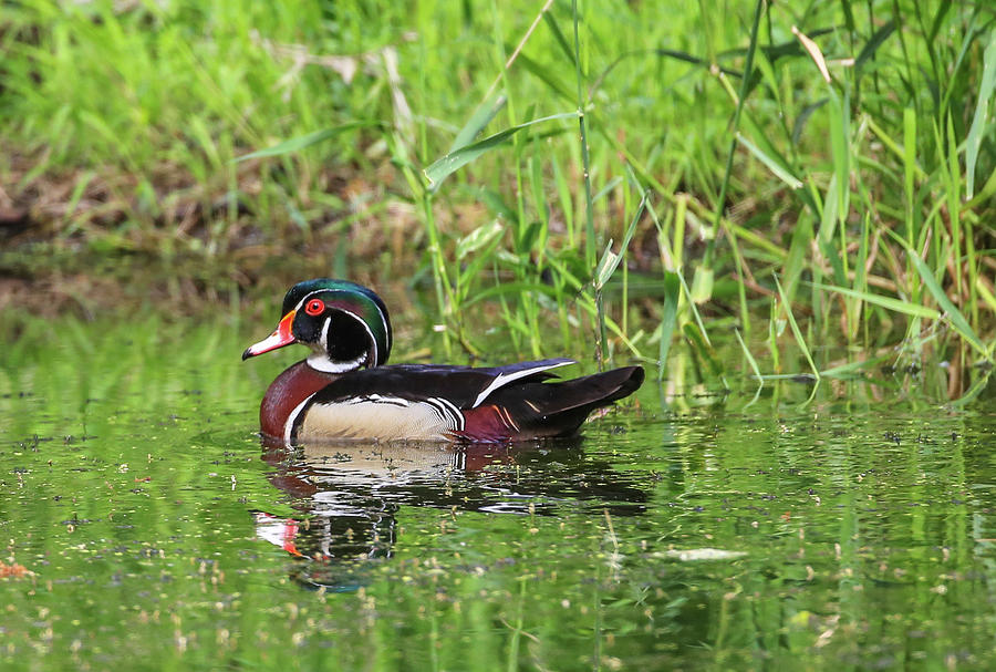Wood Duck Photograph by Sam Amato