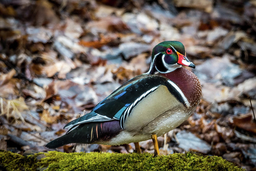 Wood Duck Side View Photograph by Paul Freidlund