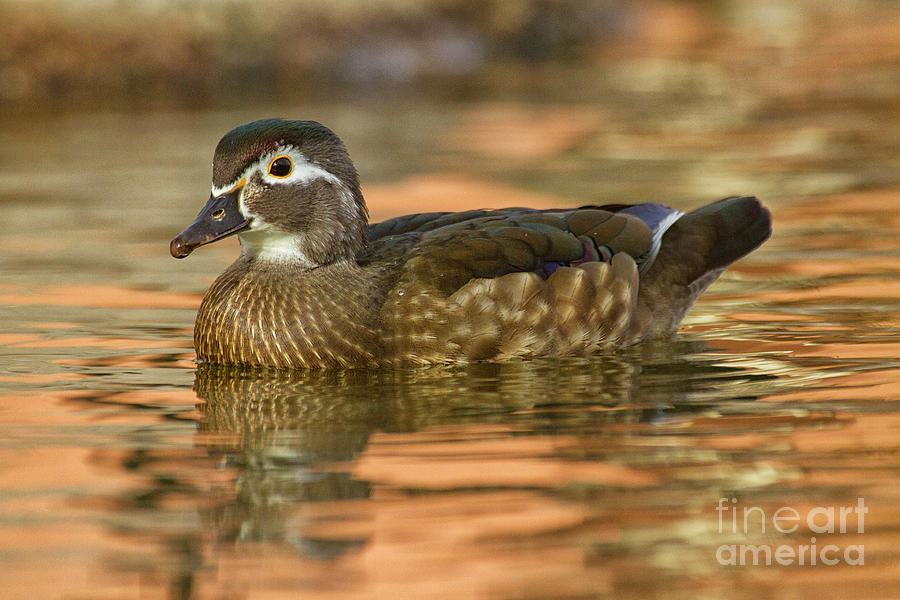  Wood duck Sitting pretty  Photograph by Ruth Jolly