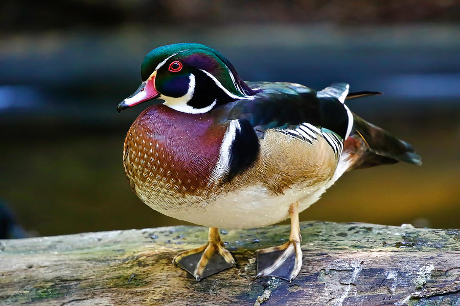 Wood Duck Standing On A Log Photograph by Athena Mckinzie