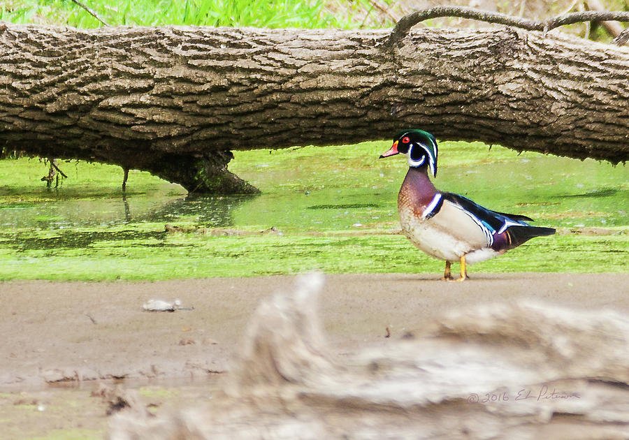 Wood Duck Standing Proud Photograph by Ed Peterson