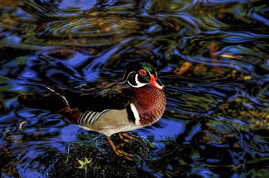 Wood Duck Photograph by Stuart Harrison