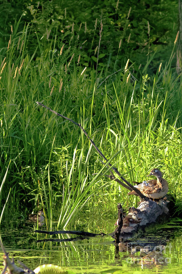 Wood Duck Summer Photograph by Natural Focal Point Photography Wood Duck Summer Photograph by Natural Focal Point Photography