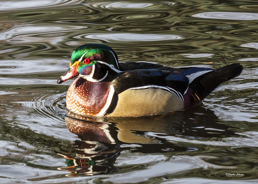 Wood Duck Swimming in Liquid Metal Photograph by Stephen Johnson
