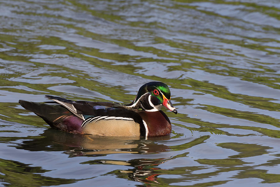 Wood Duck Swimming  Photograph by Kathleen Bishop