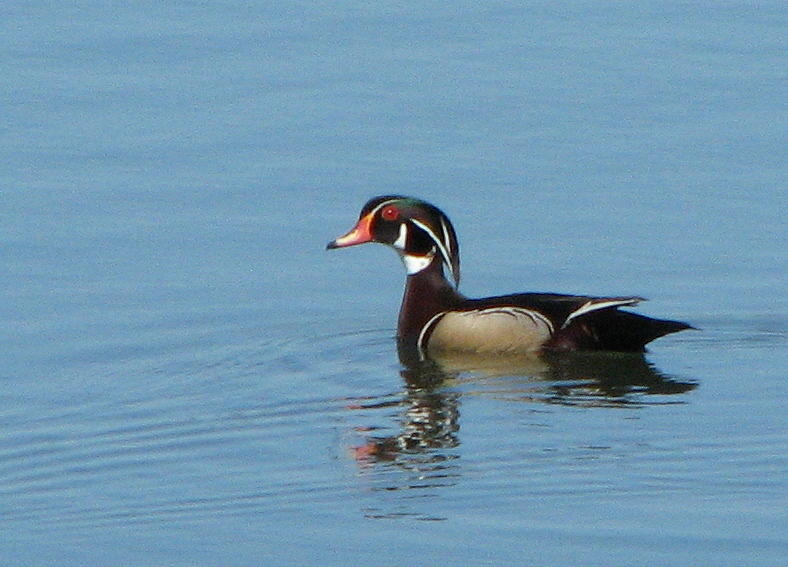 Wood Duck Photograph by T Guy Spencer