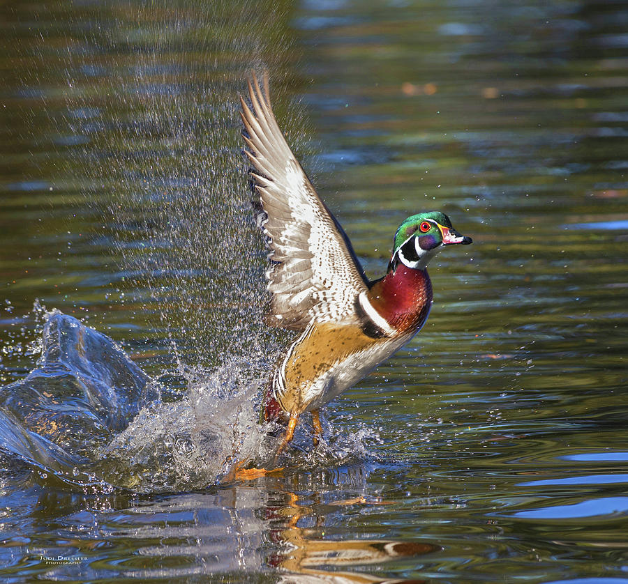 Wood Duck taking off with a splash Photograph by Judi Dressler