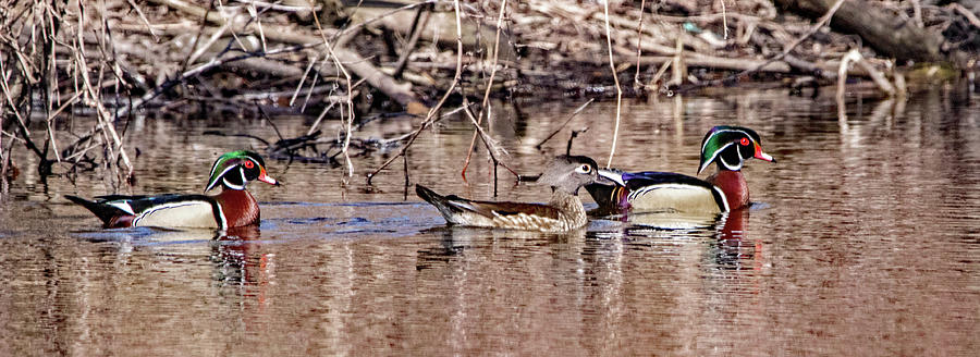 Wood Duck Trio Photograph by Ira Marcus