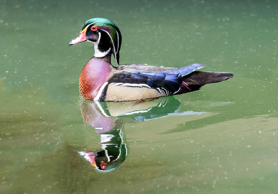 Wood Duck Photograph by William Bitman