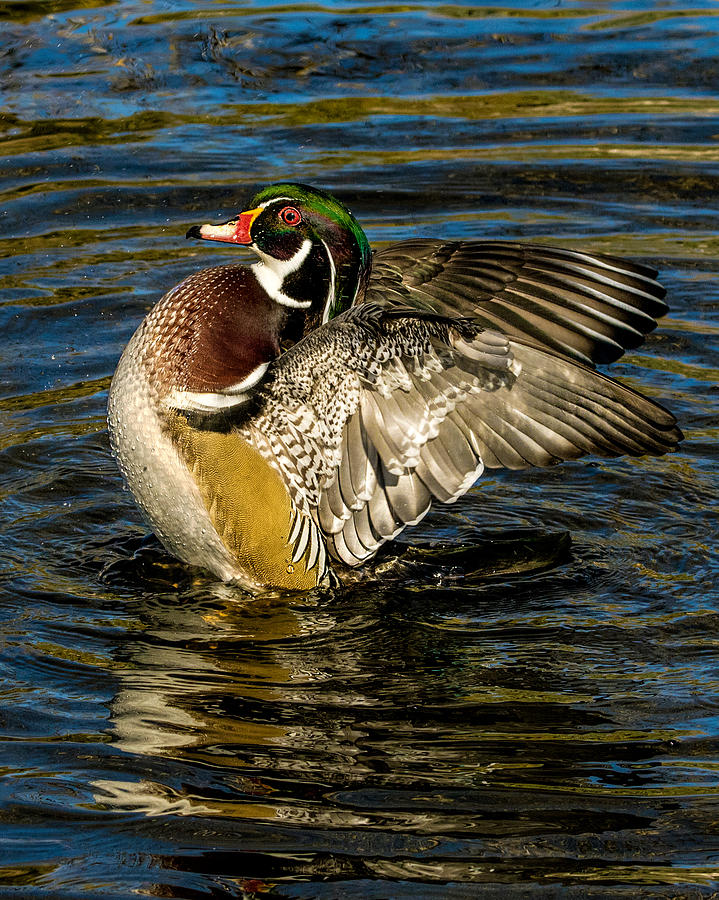 Wood Duck Wing Flap Photograph by Dawn Key
