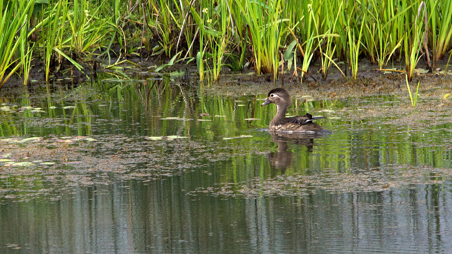Wood Duck With Baby On Back Photograph