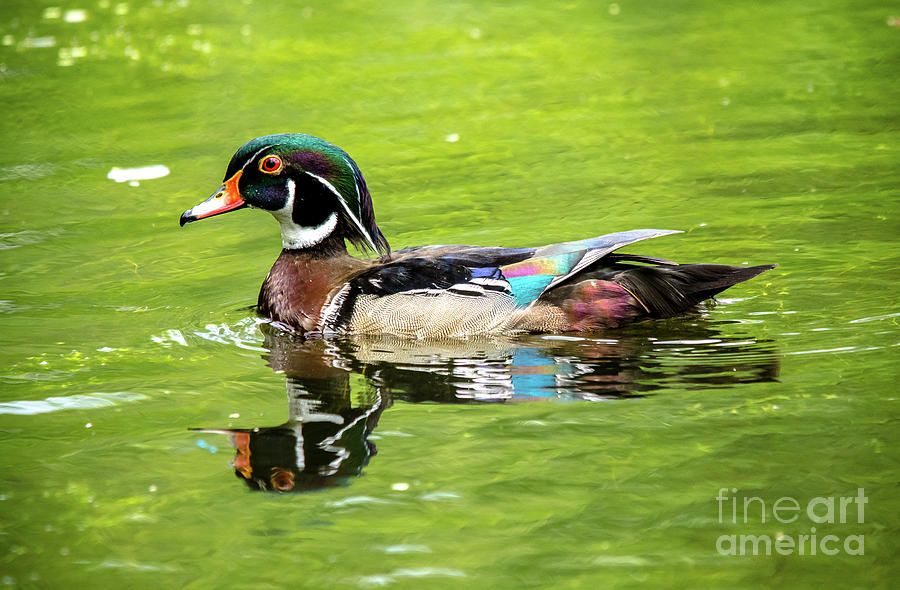 Wood Duck with Lime Green Background Photograph by Cheryl Baxter