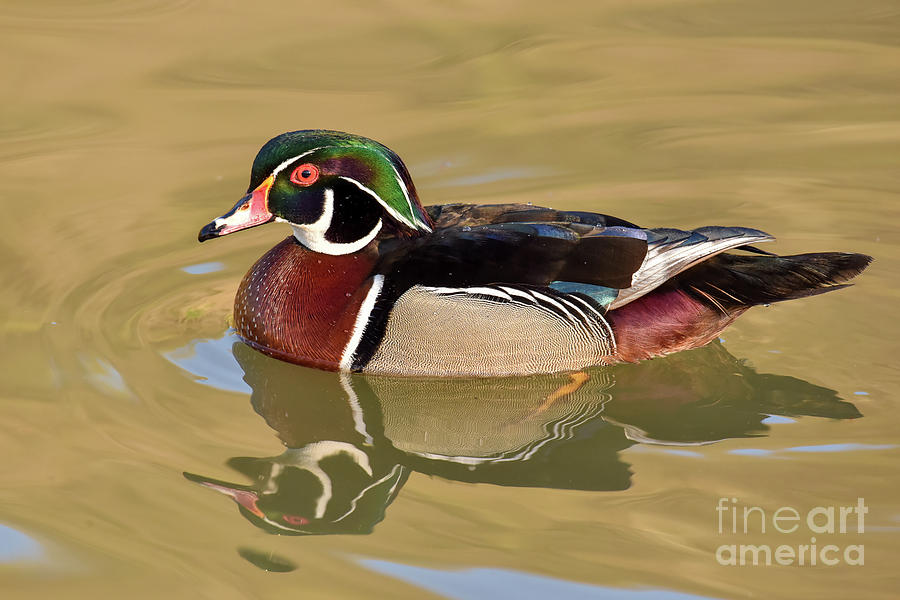 Wood Duck with Reflection by Cynthia Staley Wood Duck with Reflection by Cynthia Staley