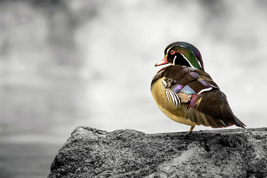 Wood Duck with Selective Color Photograph by Don Johnson