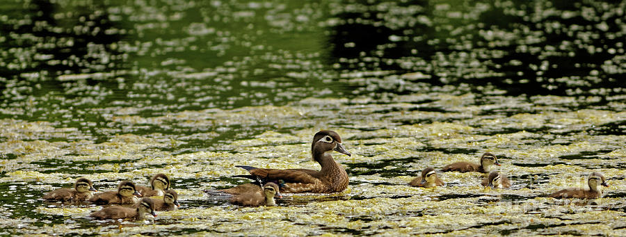 Wood Ducklings and Mother Photograph by Natural Focal Point Photography