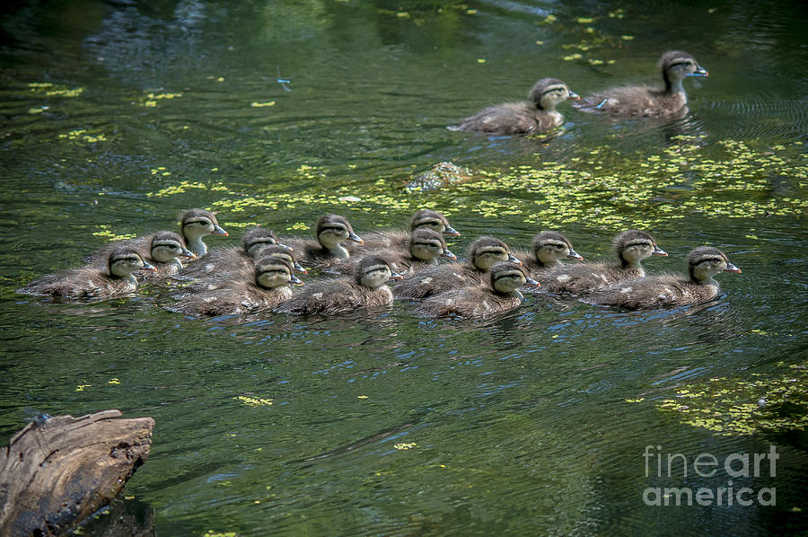 Wood Ducklings Swimming Photograph by Cheryl Baxter