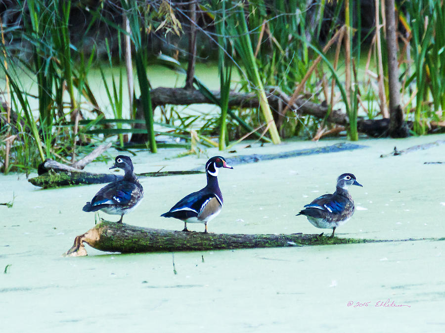 Wood Ducks All Grown Up Photograph by Ed Peterson
