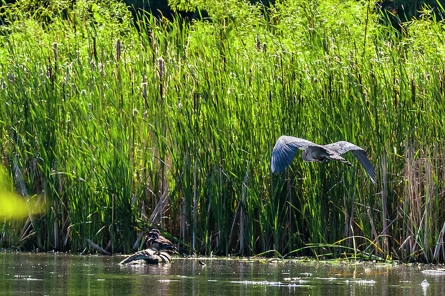 Wood Ducks And Great Blue Herons Photograph by Ed Peterson