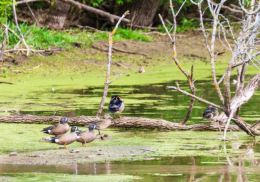 Wood Ducks And Green-winged Teal Photograph by Ed Peterson