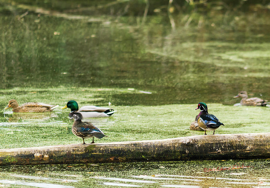 Wood Ducks And Mallards Photograph by Ed Peterson