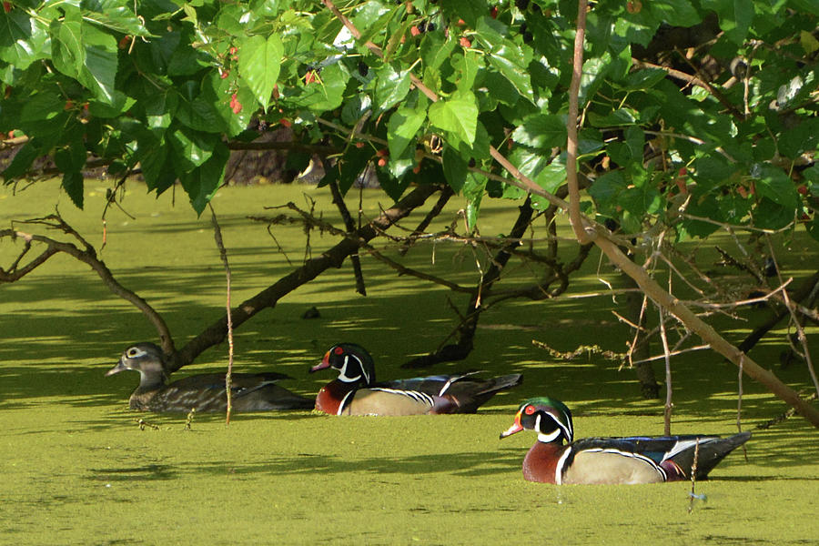 Wood Ducks and Mulberry Bushes Photograph by Jerry Griffin