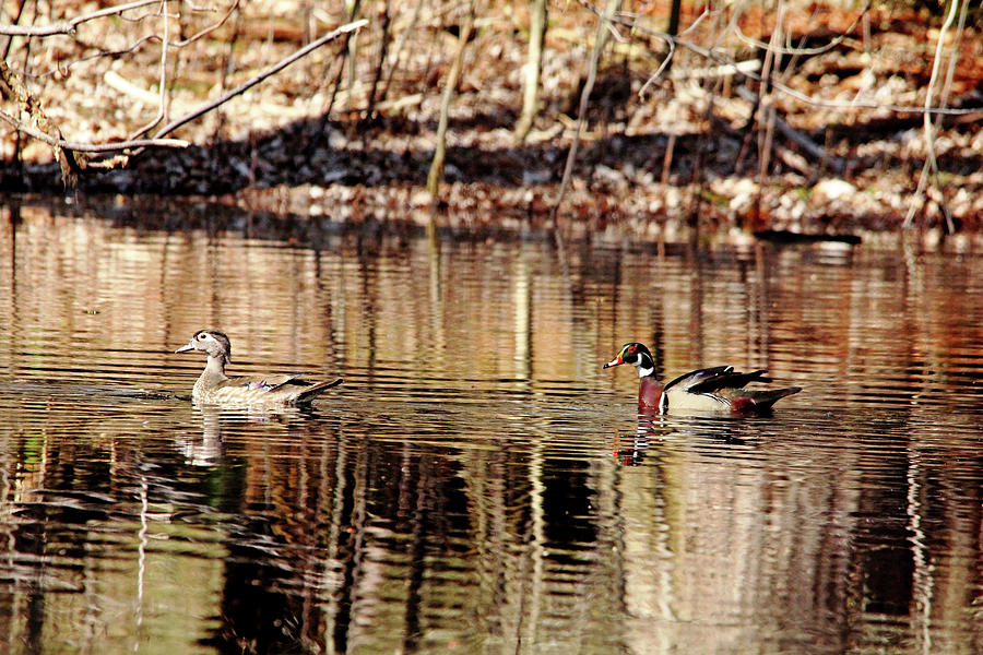 Wood Ducks Enjoying The Pond Photograph by Debbie Oppermann