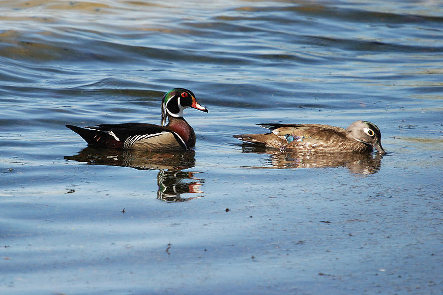 WOOD DUCKS - HEN and DRAKE No.8335 Photograph by Janice Adomeit