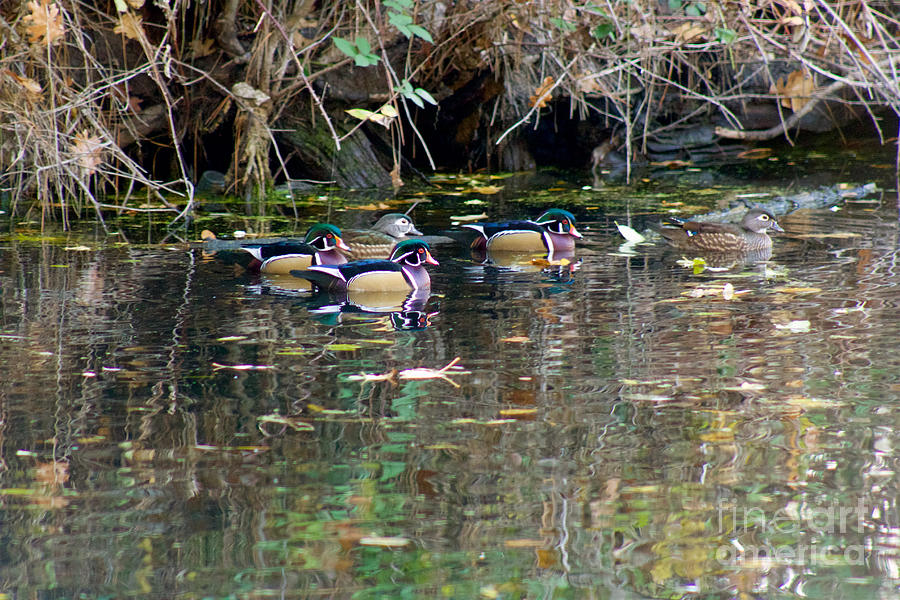 Wood Ducks in Autumn Photograph by Sean Griffin