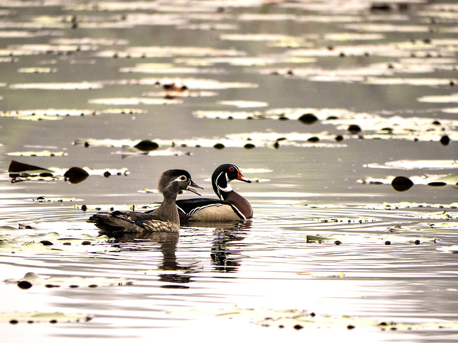 Wood Ducks In Early Morning Mist Photograph by Mike Parrish - Fine Art ...